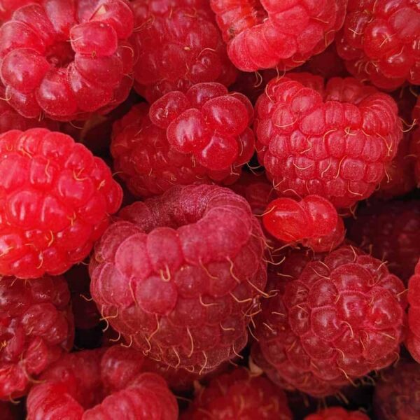 Raspberry Fragrance Oil
