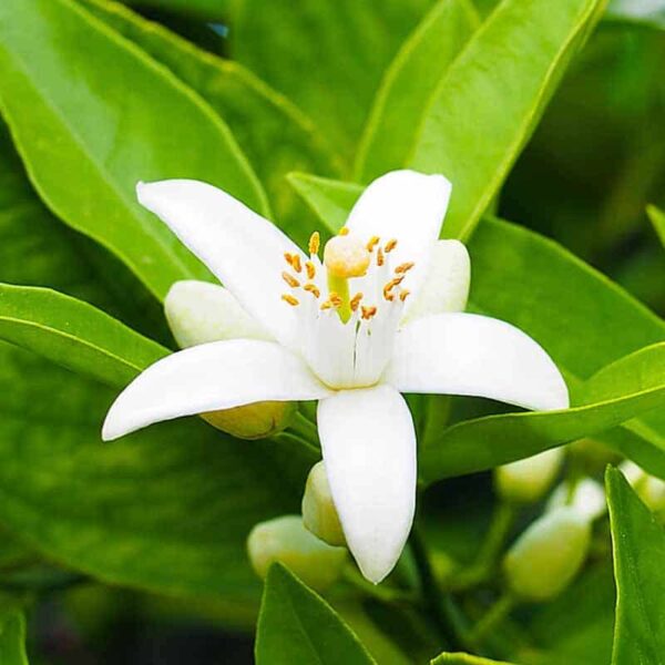 Neroli Fragrance Oil