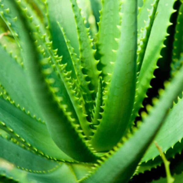 Aloe Vera Fragrance Oil