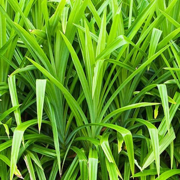 Pandan Leaf Fragrance Oil
