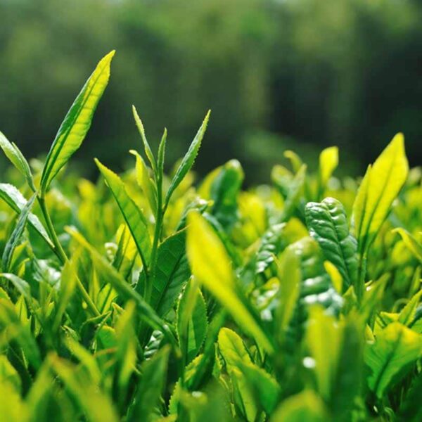 Green Tea Fragrance Oil