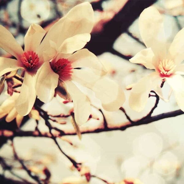 Vanilla Fragrance Oil