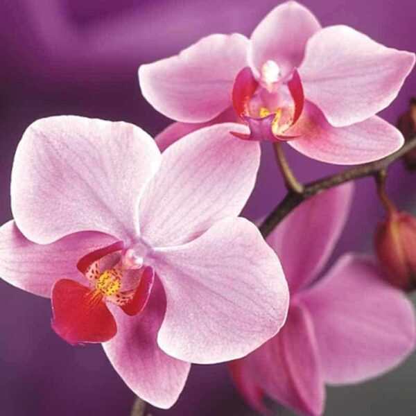 Orchid Fragrance Oil