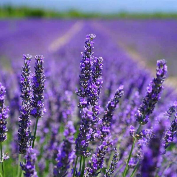 Lavender Fragrance Oil