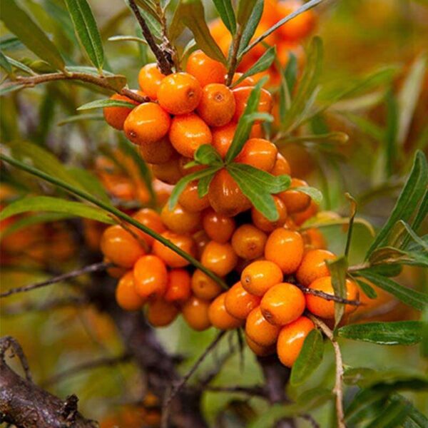 Awapuhi Seaberry Fragrance Oil