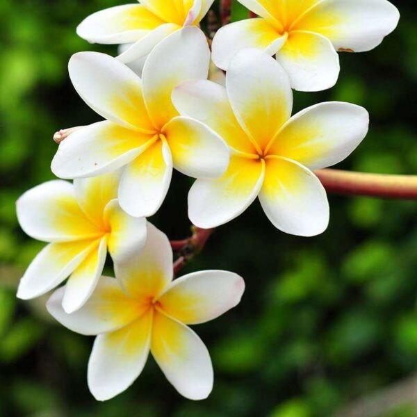Frangipani Fragrance Oil