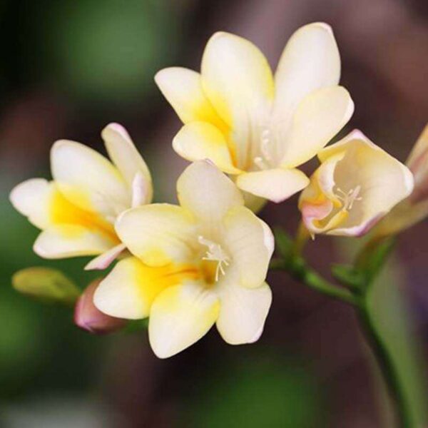 Freesia Fragrance Oil