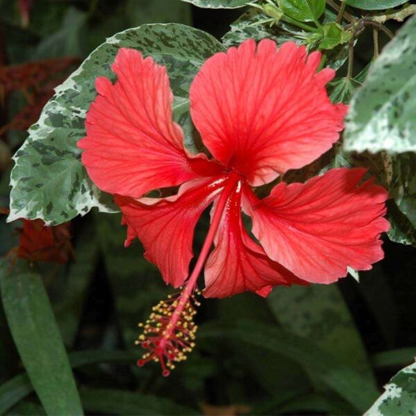 Hawaiian Hibiscus Fragrance Oil