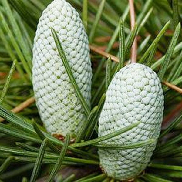 Cedarwood Essential Oil - Himalayan