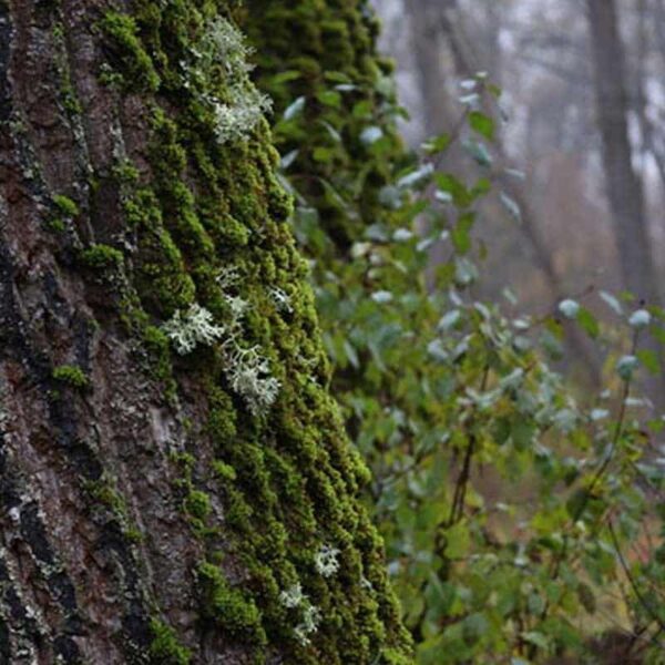 Oakmoss Sandalwood Fragrance Oil