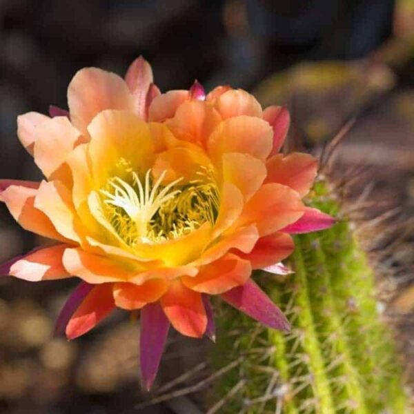 Cactus Flower Fragrance Oil