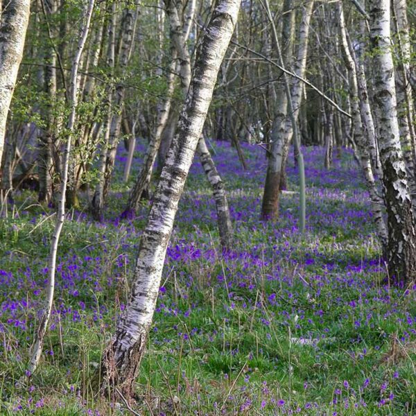Silver Birch & Lavender Fragrance Oil