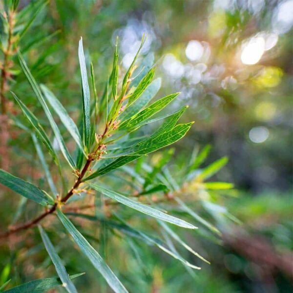 Cajeput Essential Oil