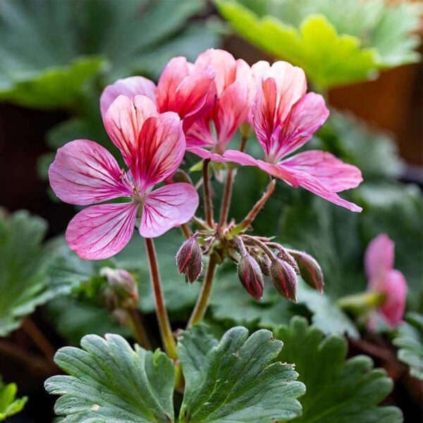 Geranium Essential Oil