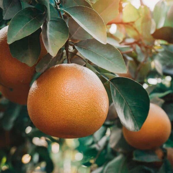 Grapefruit Essential Oil