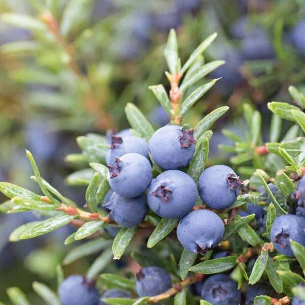Juniperberry Essential Oil