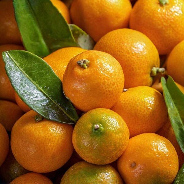 Petitgrain Essential Oil