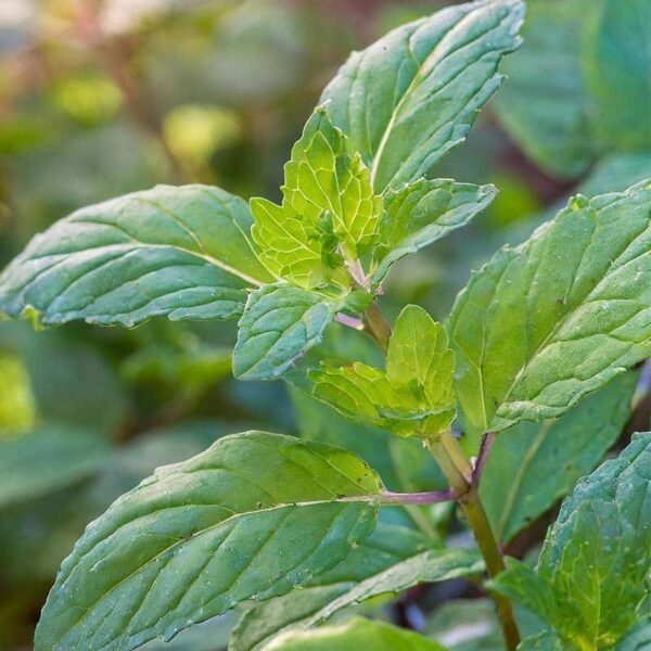 Marjoram Essential Oil