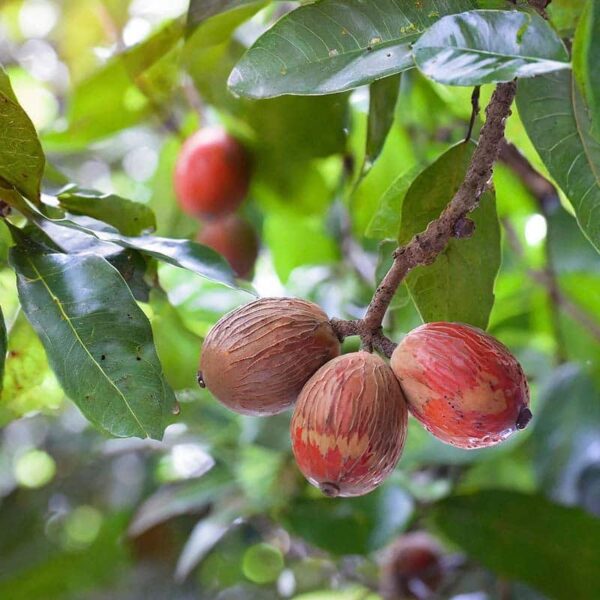 Nutmeg Essential Oil