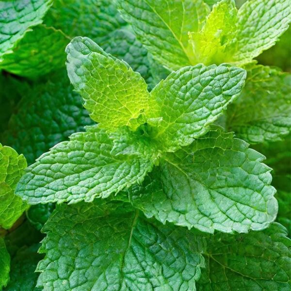 Spearmint Essential Oil