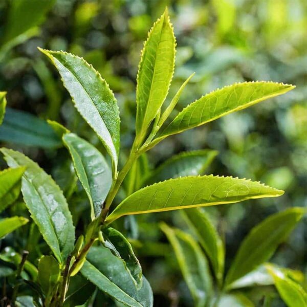 Tea Tree Essential Oil