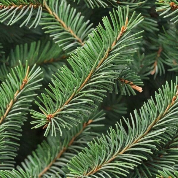Pine Essential Oil