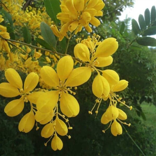 Cassia Essential Oil