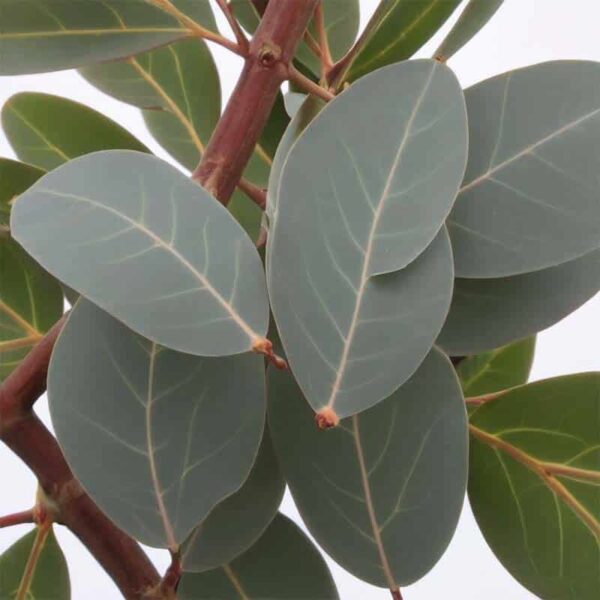 Eucalyptus Globulus Essential Oil