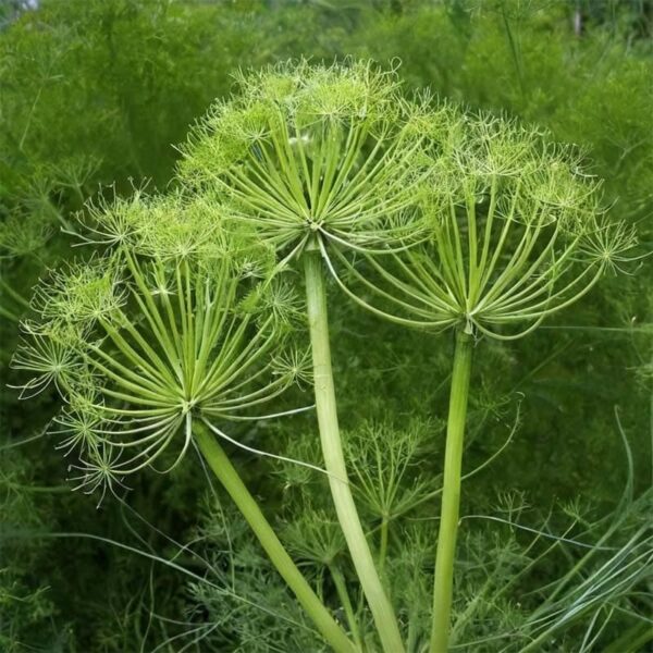 Sweet Fennel Essential Oil