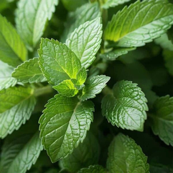 Peppermint Essential Oil
