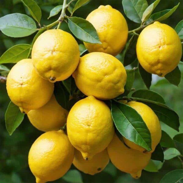 Lemon Essential Oil