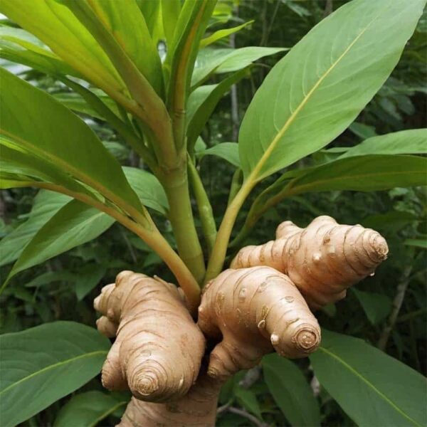 Ginger Essential Oil