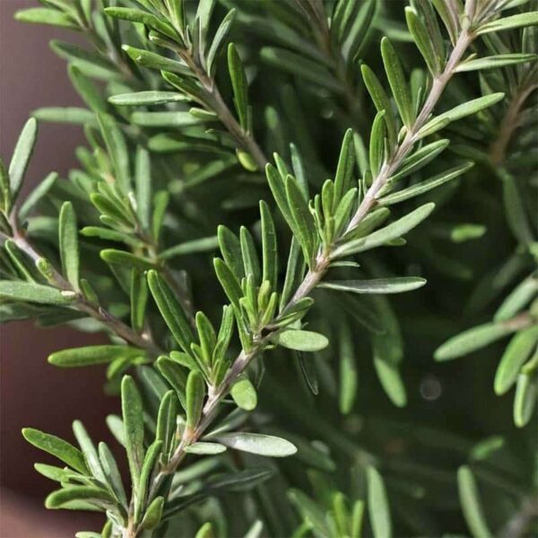 Rosemary Essential Oil