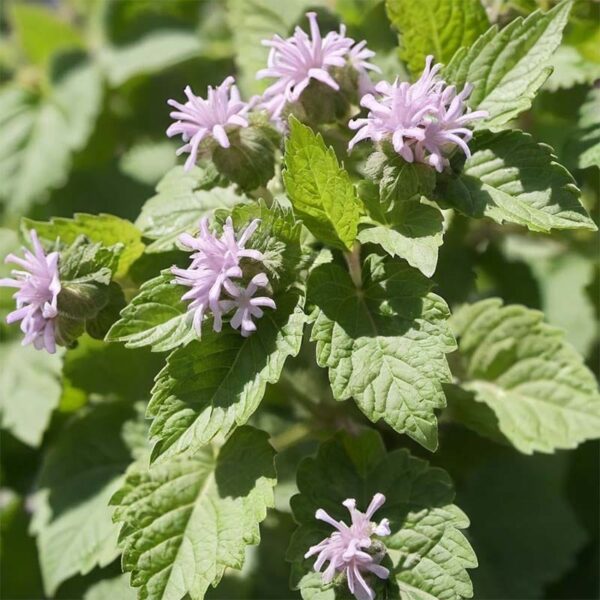 Patchouli Essential Oil
