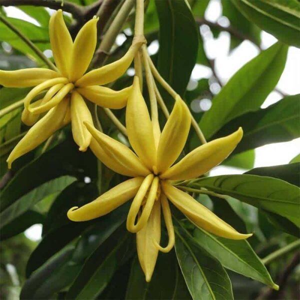 Ylang Ylang Essential Oil