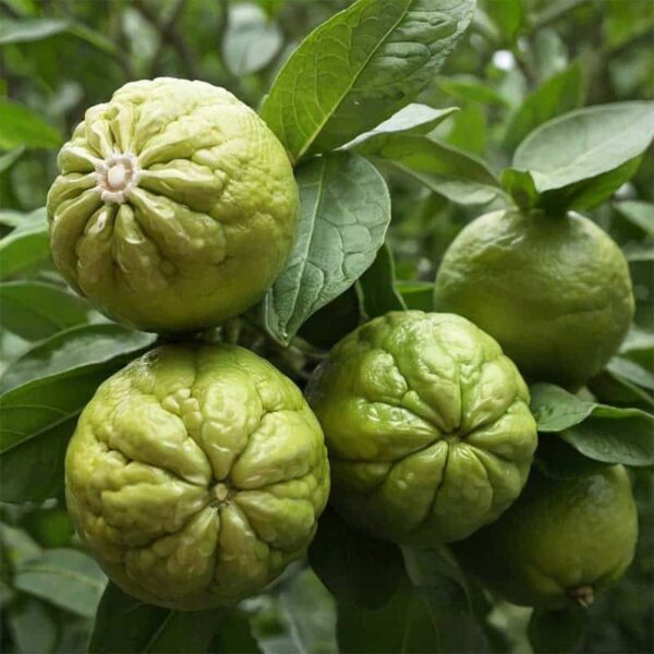 Bergamot Essential Oil