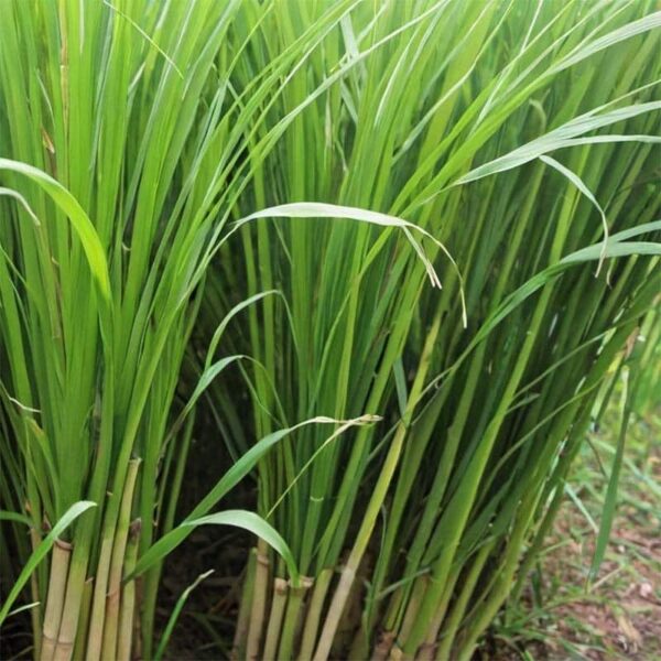 Lemongrass Essential Oil - Organic