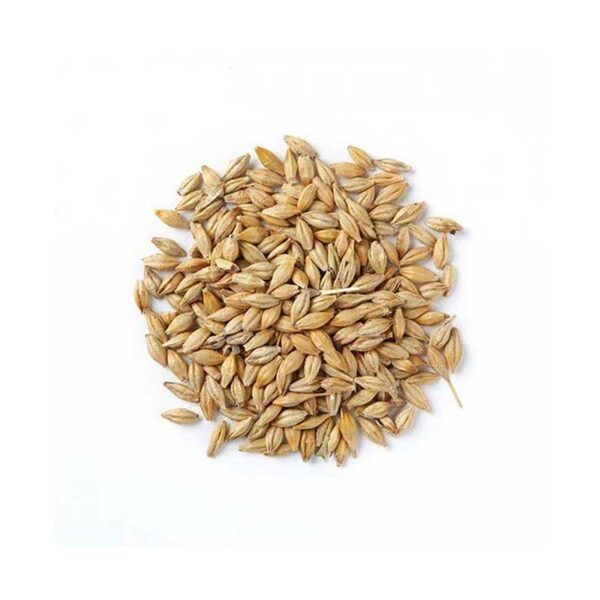 Barley Seeds