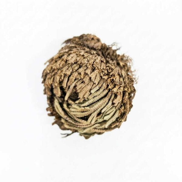Rose Of Jericho 50g